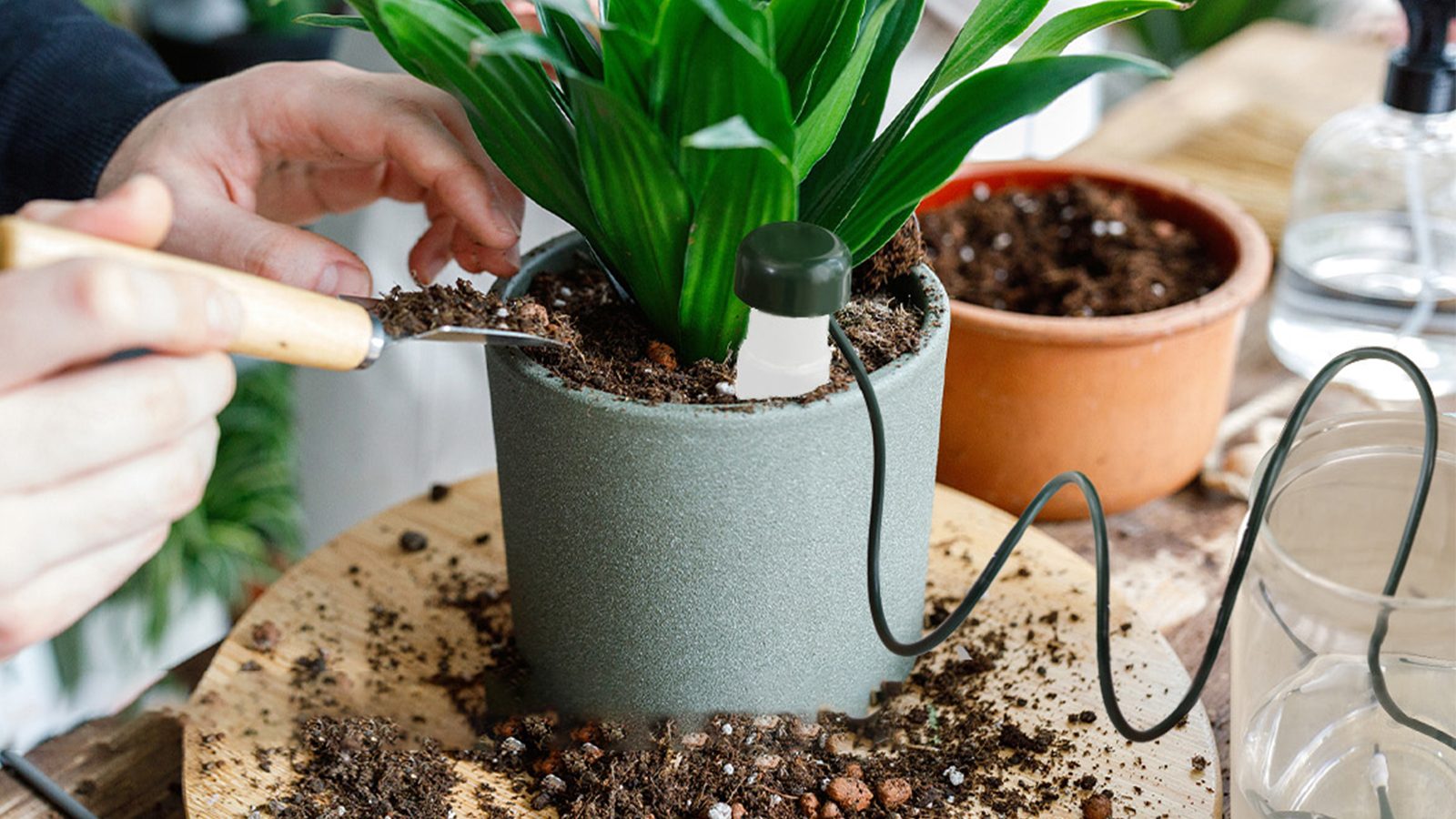 Automatic Plant Waterers Self Watering Spikes For Indoor Outdoor Plants (Large)